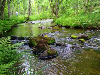 A section of the Pilgrim River in the Upper Peninsula, with water flowing over craggy rocks surrounded by trees and understory plants. 