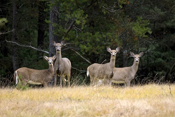 small group of tan and white does stand alert in a field of tall, tan grasses, backed against a dark green forest