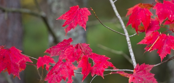 A smattering of bright, reddish-pink maple leaves hang from thin, grayish-brown branches, with thicker upright trees in background