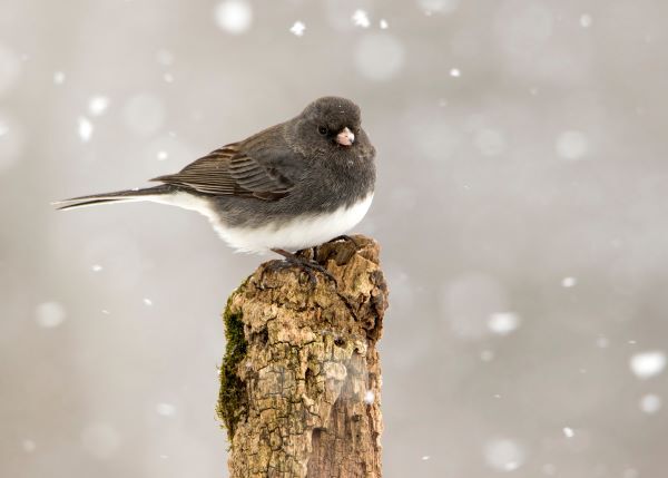 Dark-eyed junco perched on dead log in the snow.