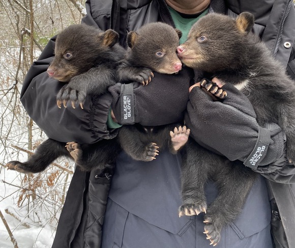 DNR biologists holds three black bear cubs.