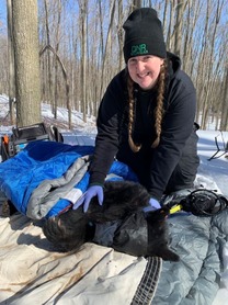 Tress Hubbard a wildlife technician for the Michigan DNR monitors the heart rate of a black bear during a winter black bear den check.