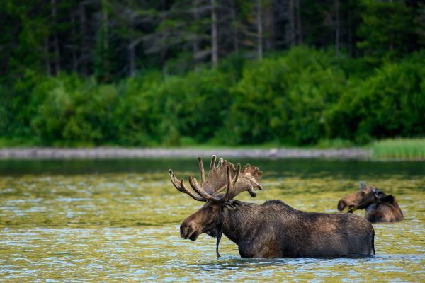 Male moose and female moose walk through lake in the Upper Peninsula. 