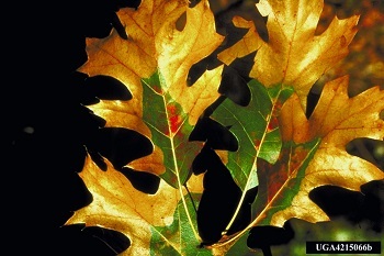 A cluster of four red oak leaves, each with brown tips and outer edges and green centers.