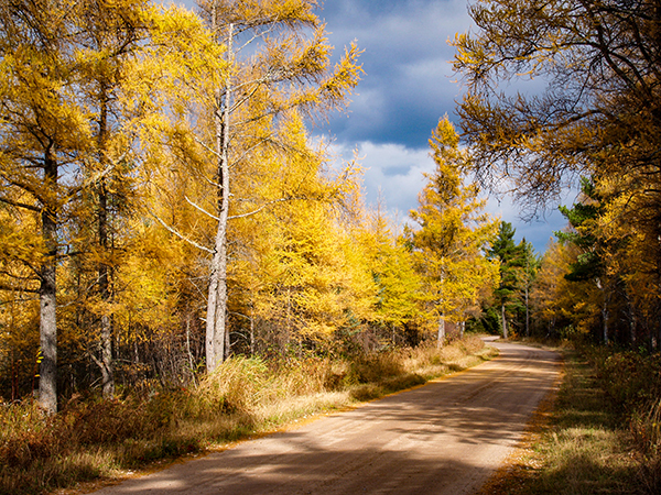 An autumn scene with yellow tamarack trees shown standing alongside a dirt road.