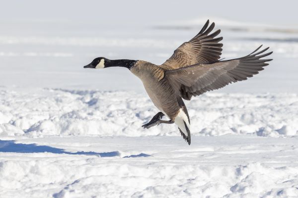 Canada goose lands on snow covered ground.