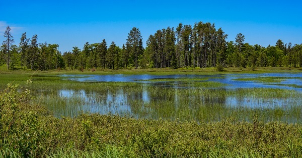 lush, green, reedy, low-lying wetlands stretch out among pockets of blue water, against a forest backdrop