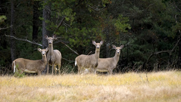 small group of white-tailed deer standing in a tan, grassy field, against a backdrop of dark green forest