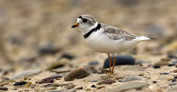 piping plover on beach