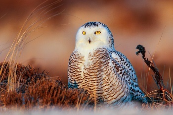 young female snowy oil, white with thin, tan markings and bright gold eyes, sits in a low field of rust-colored brush
