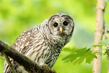 a barred owl, with fluffy cream and tan feathers, pale yellow beak and dark, round eyes, perches on a branch in a lush green forest