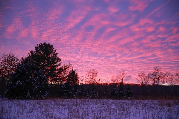 indirect sunlight brightens a brilliant pink and purple sky dotted with filmy white clouds, over a dark green forest line and snowy foreground