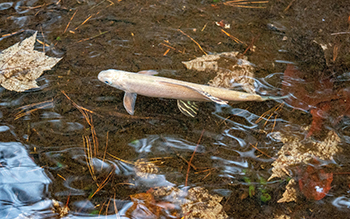 An Arctic grayling is shown swimming in the shallows of a lake.