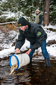 A DNR fisheries biologist empties a bucket of Arctic grayling in an Alger County lake.
