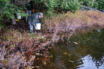 A DNR fisheries biologist empties a bucket of Arctic grayling in a Houghton County lake.
