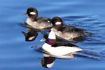 Three bufflehead ducks, with black, white, gray and purple coloring, swim atop deep-blue, rolling water