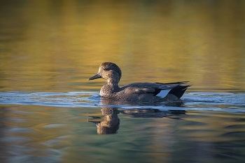 a gadwall, a light tan duck with black markings and some black and white under wings, floats in calm greenish blue water