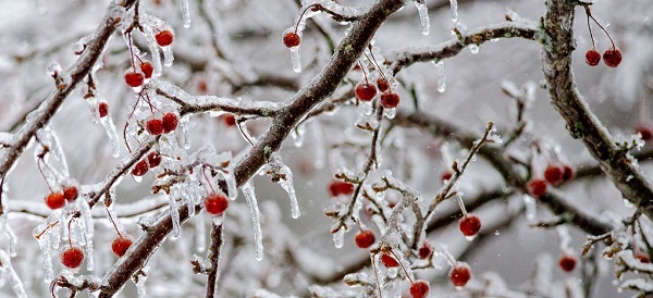 thin, dark brown branches of small red berries encased in thin layer of ice