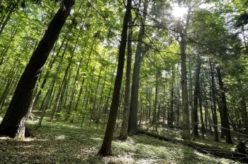 Old growth forest with sunlight shinning through in some spots