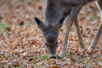 A doe is pictured in fall in the Upper Peninsula.