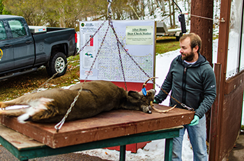 A check station staffer weighs a deer at the DNR's customer service center in Marquette.