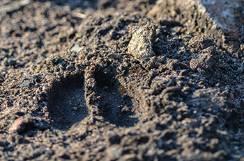 A deer track is shown in the dirt.