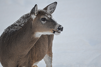 A deer is shown during winter in the Upper Peninsula.