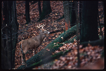 A white-tailed buck is shown in autumn.