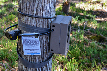 A study trail camera set up at a bait site is shown from the U.P. Predator-Prey study.