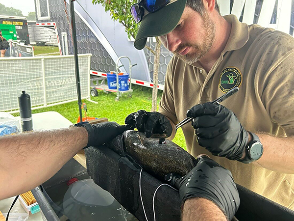 A transmitter is placed inside a smallmouth bass on the shores of Lake St. Clair.