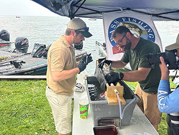 Fisheries researchers prepare to insert a tag in a smallmouth bass.