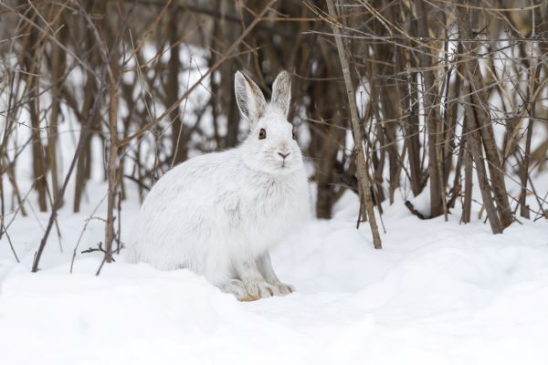 Snowshoe hare sits on a bed of snow, surrounded by woody brush.