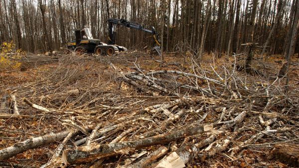 The scene of a timber harvest, with machinery and a pile of sticks in the foreground