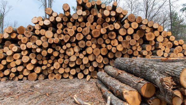 Cut logs stacked in a pyramid-shaped pile at the site of a timber sale