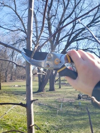 Closeup of a person's hand using pruning shears to remove a tree twig