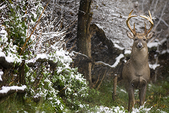 whitetail buck in snowy forest