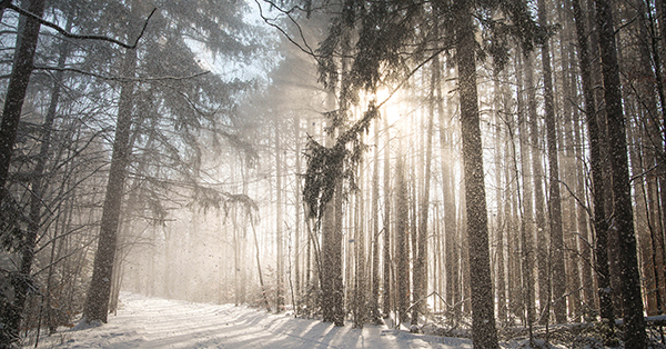 sun shining through trees on snowy forest trail