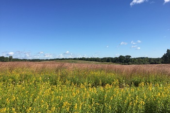 tall green-and-yellow grasses in the foreground, with low, flat, tan grasses stretched out behind, and brilliant blue sky and a few clouds