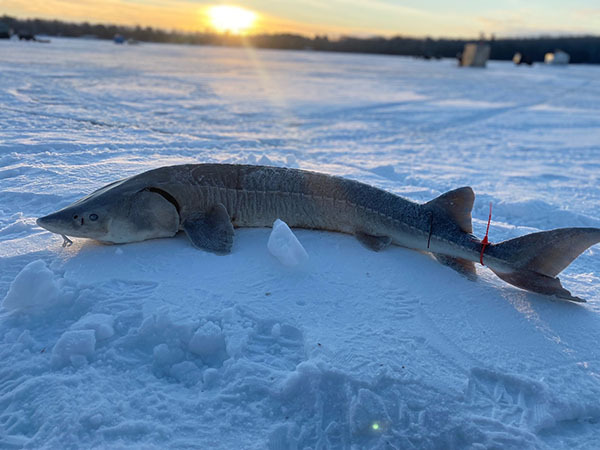 Sturgeon