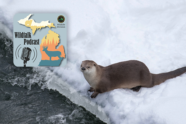 An otter on a snowy riverbank along side the Wildtalk Podcast logo. 