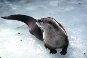 a sleek, brown and light tan river otter stretched out on glinting, white ice