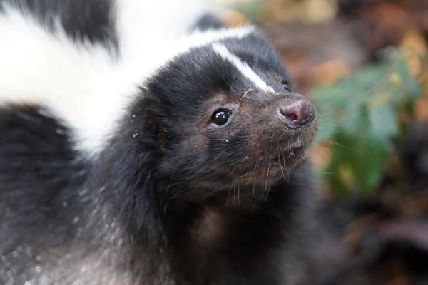 Stiped skunk