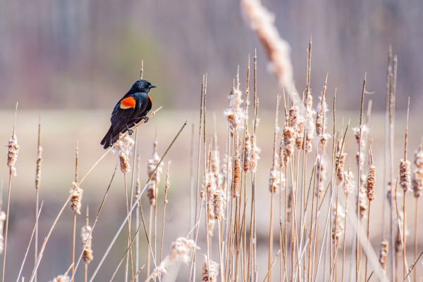 Red-winged black bird sits on cattails in a wetland. 