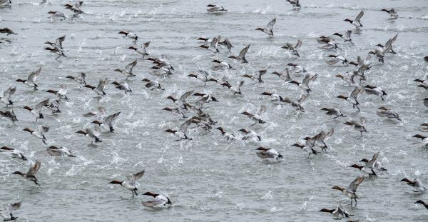 A raft of canvasback waterfowl take flight from the water.