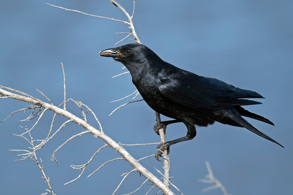 American crow is perched on a branch.
