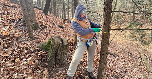 forest health worker measures the diameter of a tree