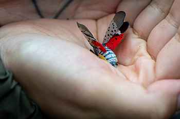 spotted lanternfly in person's palm