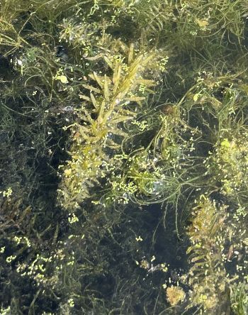 Hydrilla stalks emerge above the water in a pond in Berrien County.