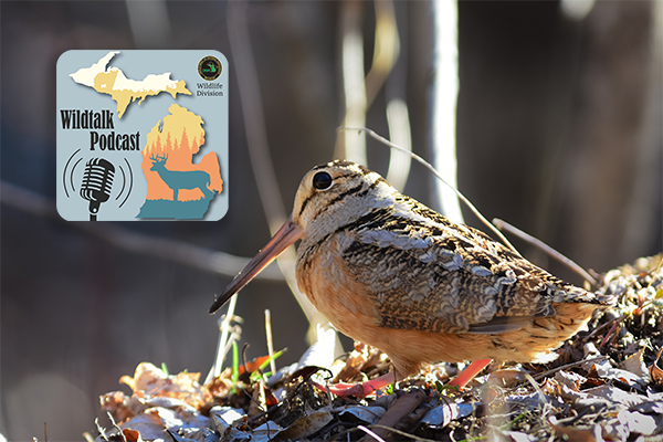 An American woodcock near a logo for the Wildtalk podcast