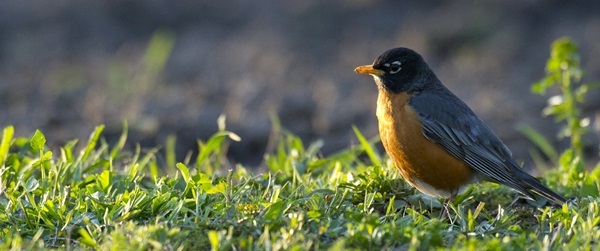 A tan and gray American robin stands in short green grass, lit by sunlight coming from the left